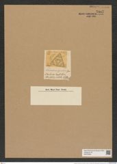 Triceratium xonatum Grev. (de-Toni-Nr.: Genus 140, Species 3901) Zeichnungen Sammlung Grunow Nr. 7387 (NHMW-BOT-W0376456)